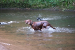 dog